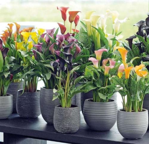 Какие растения нельзя держать в доме. Какие комнатные растения нельзя выращивать дома, причины, список с фото