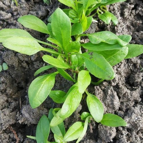 Какие растения нельзя удобрять золой и почему. Какие растения нельзя подкармливать золой 07 Какие растения нельзя удобрять золой и почему. Какие растения нельзя подкармливать золой 07