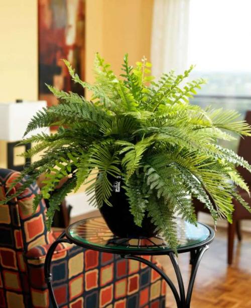 Какие растения нельзя держать в доме. Какие комнатные растения нельзя выращивать дома, причины, список с фото