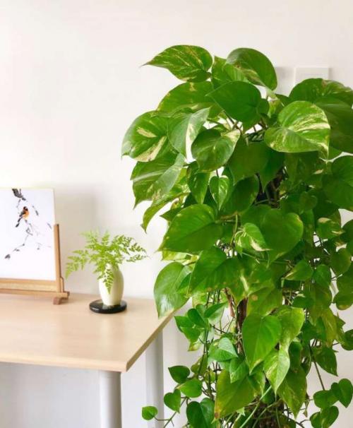 Какие растения нельзя держать в доме. Какие комнатные растения нельзя выращивать дома, причины, список с фото