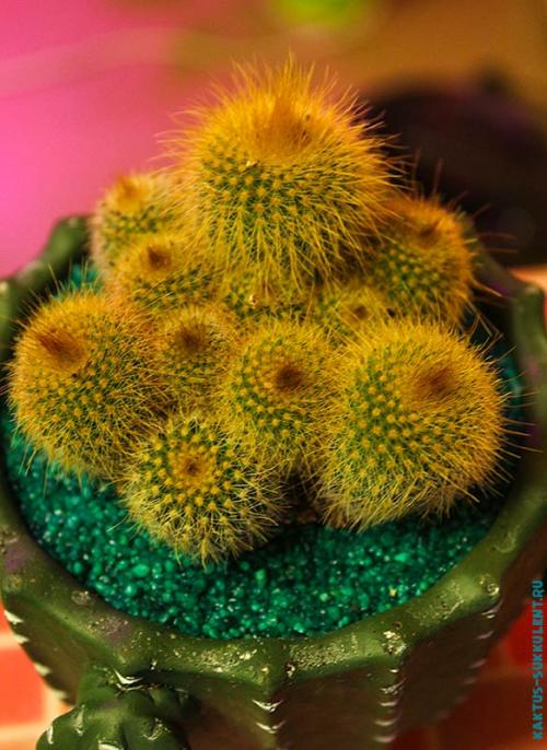 Какие растения нельзя держать в доме. Какие комнатные растения нельзя выращивать дома, причины, список с фото