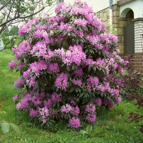 Какие растения нельзя удобрять золой и почему. Какие растения нельзя подкармливать золой 05 Какие растения нельзя удобрять золой и почему. Какие растения нельзя подкармливать золой 05