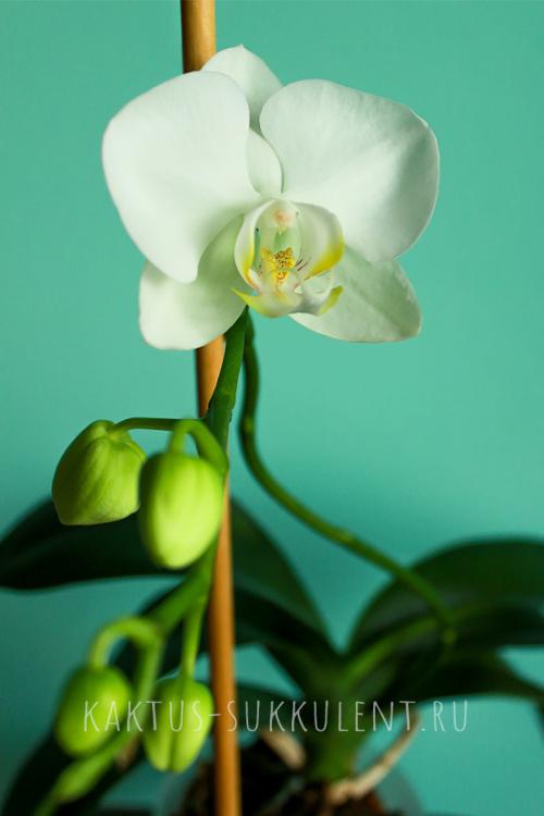 Какие растения нельзя держать в доме. Какие комнатные растения нельзя выращивать дома, причины, список с фото