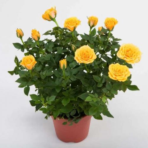 Какие растения нельзя держать в доме. Какие комнатные растения нельзя выращивать дома, причины, список с фото