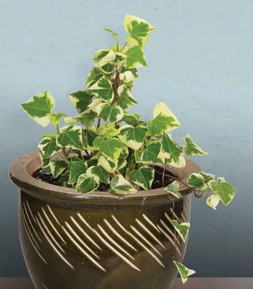 Какие растения нельзя держать в доме. Какие комнатные растения нельзя выращивать дома, причины, список с фото