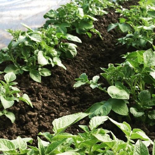 Какие растения нельзя удобрять золой и почему. Какие растения нельзя подкармливать золой 10 Какие растения нельзя удобрять золой и почему. Какие растения нельзя подкармливать золой 10