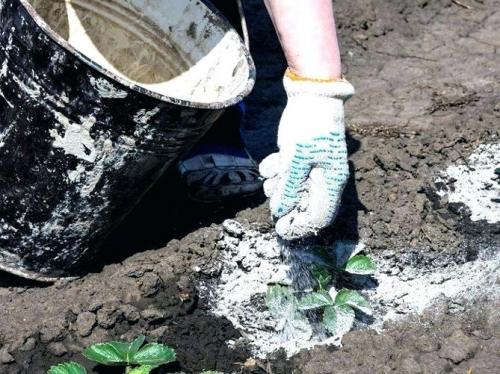 Какие растения нельзя подкармливать золой. Польза и вред