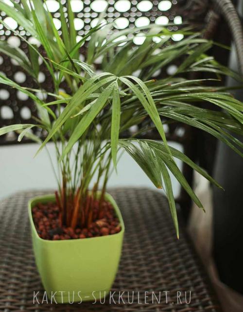 Какие растения нельзя держать в доме. Какие комнатные растения нельзя выращивать дома, причины, список с фото