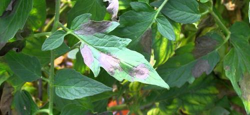 Зола, как удобрение для помидор. Подкормка томатов золой: преимущества и недостатки удобрения, рекомендации