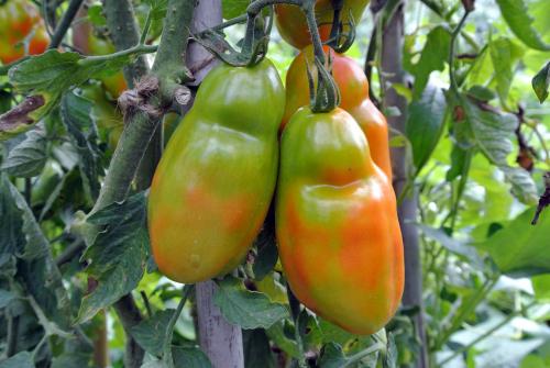 Зола, как удобрение для помидор. Подкормка томатов золой: преимущества и недостатки удобрения, рекомендации