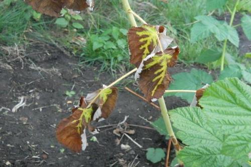 Зола для малины. Чем лучше подкормить малину во время созревания ягод и после сбора урожая