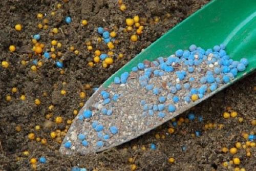 Зола для малины. Чем лучше подкормить малину во время созревания ягод и после сбора урожая