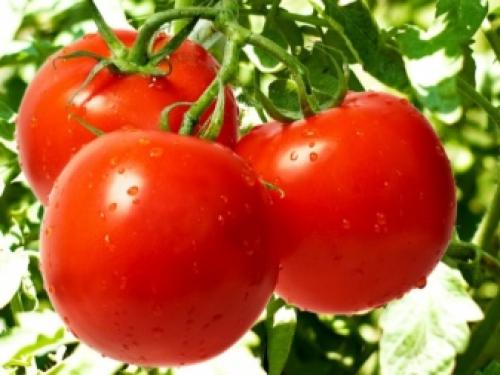 Монофосфат калия и другие калийные удобрения. Особенности 01