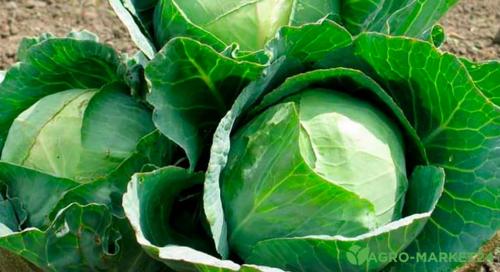 Какие растения можно сажать в сентябре