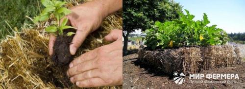 Как сено и солома влияют на почву