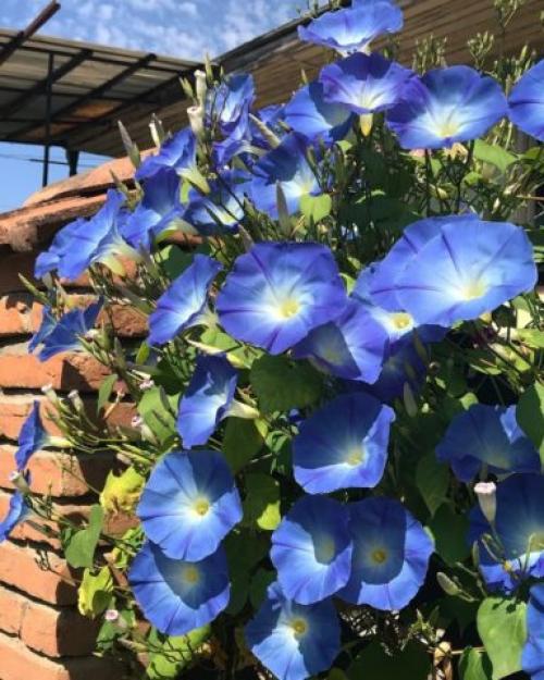 Альтернатива петунии. Какие цветы похожи на петунию и как называются