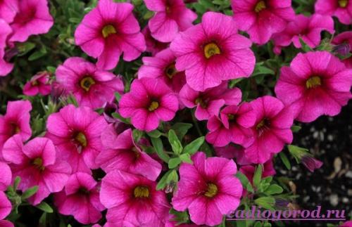 Калибрахоа многолетник или однолетник. Описание и особенности