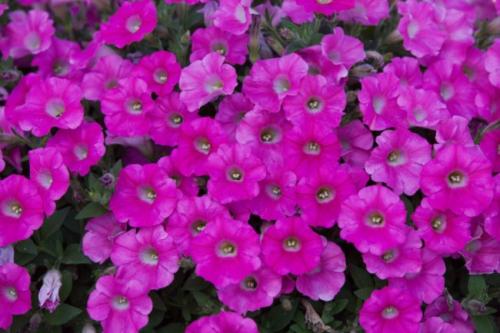 Цветы похожие на петунию, как называются. Топ-5 однолетников похожих на петунию