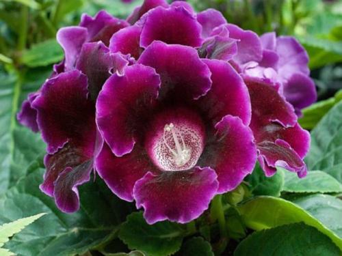 Альтернатива петунии. Какие цветы похожи на петунию и как называются