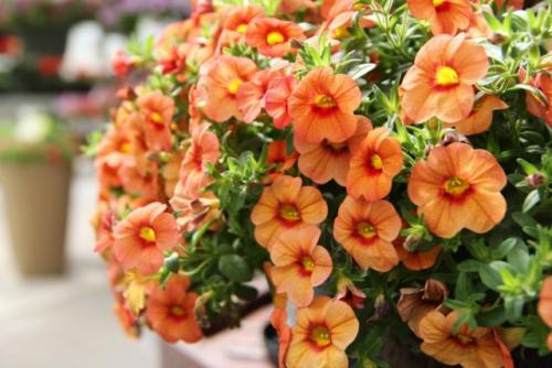 Альтернатива петунии. Какие цветы похожи на петунию и как называются