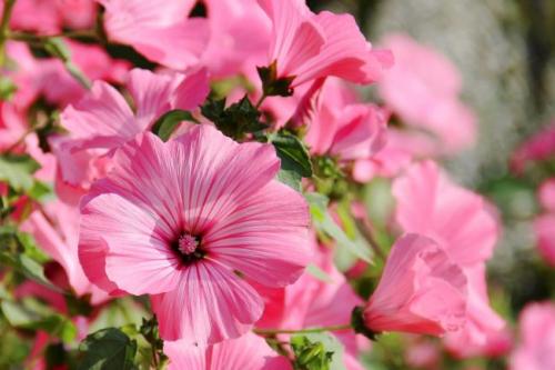 Цветы похожие на петунию, как называются. Топ-5 однолетников похожих на петунию