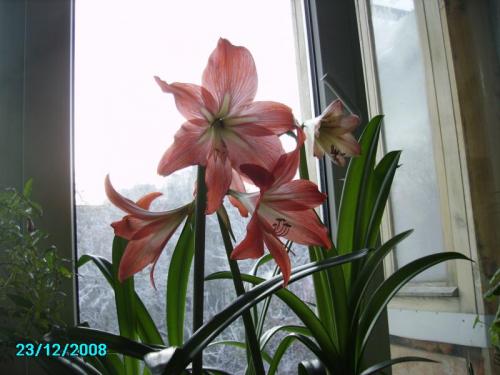 Цветы похожие на петунию, как называются. Топ-5 однолетников похожих на петунию 16