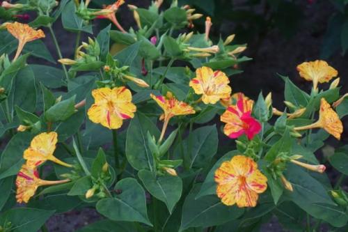 Цветы похожие на петунию, как называются. Топ-5 однолетников похожих на петунию