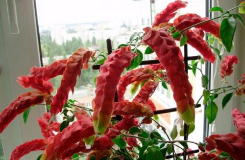 Цветы похожие на петунию, как называются. Топ-5 однолетников похожих на петунию