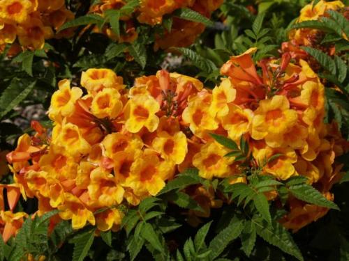 Альтернатива петунии. Какие цветы похожи на петунию и как называются