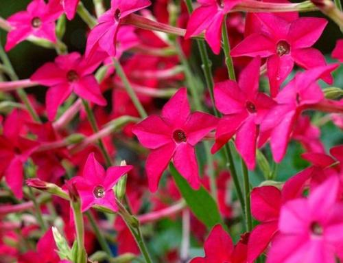 Альтернатива петунии. Какие цветы похожи на петунию и как называются