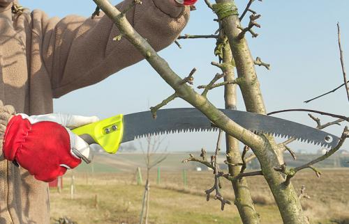 Обрезка деревьев весной. Весенняя обрезка деревьев и кустарников –, как не навредить растениям