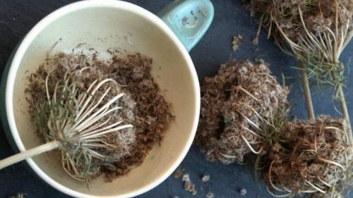 Где берут семена моркови. Когда пора собирать семена моркови и как это сделать правильно