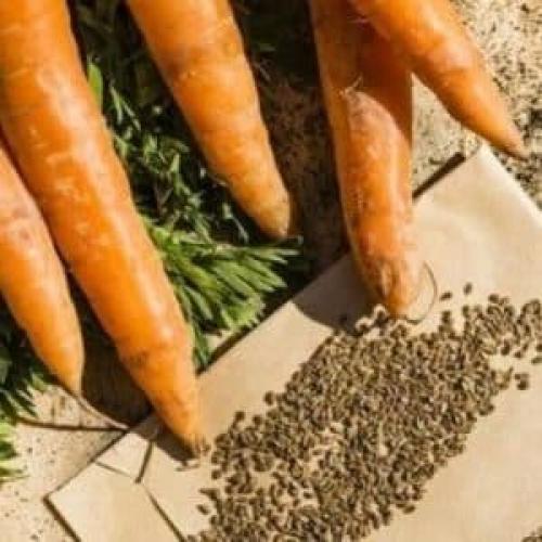 Где берут семена моркови. Когда пора собирать семена моркови и как это сделать правильно