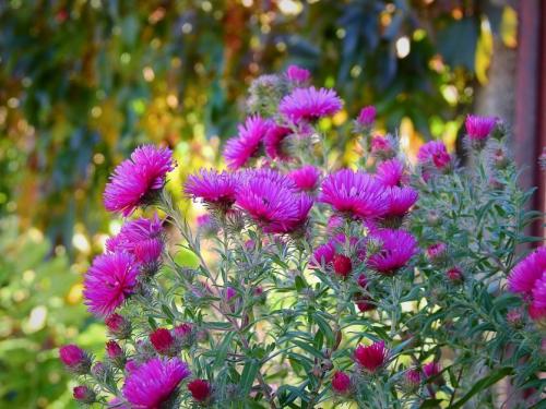 Работы в цветнике в сентябре. Цветник в сентябре. Что важно сделать и о чём не забыть? Напоминаем главное