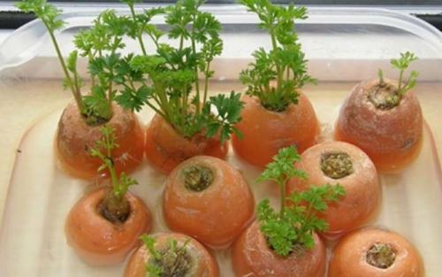 Когда созревают семена моркови. Секреты огородников: как получить семена моркови самостоятельно?