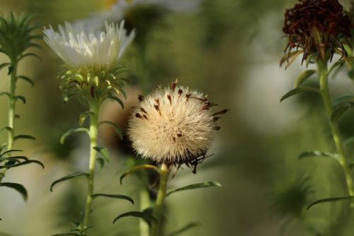 Работы в цветнике в сентябре. Цветник в сентябре. Что важно сделать и о чём не забыть? Напоминаем главное