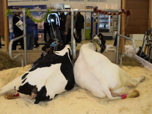 Морковь с рожками: как справиться с проблемой корови 02