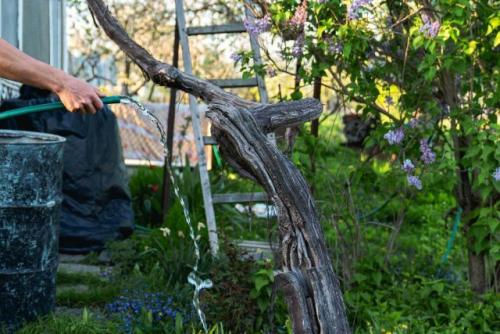 Как ухаживать за лианами и виноградником в этом месяце. Как поливать виноград?