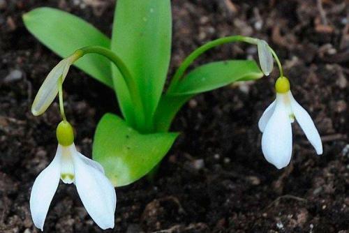 Когда сажать подснежники. Подснежники (50 фото): виды, посадка и уход в открытом грунте