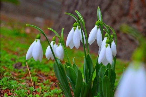 Когда сажать подснежники. Подснежники (50 фото): виды, посадка и уход в открытом грунте