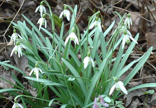Галантусы когда сажать. Сорта для выращивания 07