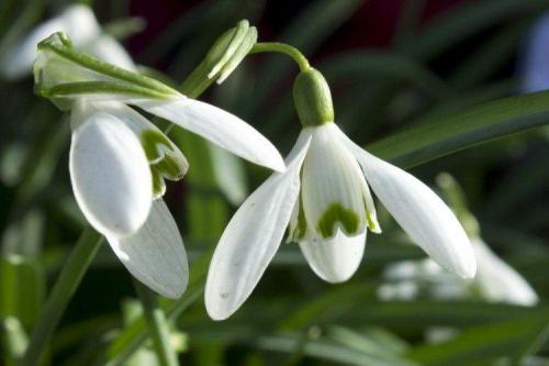 Когда сажать подснежники. Подснежники (50 фото): виды, посадка и уход в открытом грунте