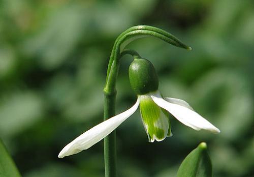 Галантусы когда сажать. Сорта для выращивания 08