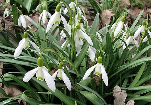 Галантусы когда сажать. Сорта для выращивания 04