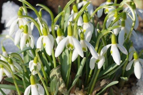 Когда сажать подснежники. Подснежники (50 фото): виды, посадка и уход в открытом грунте