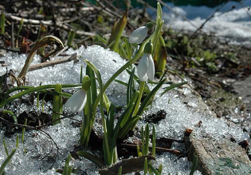 Галантусы когда сажать. Сорта для выращивания 05