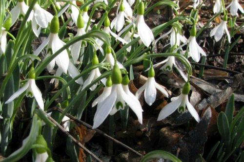 Когда сажать подснежники. Подснежники (50 фото): виды, посадка и уход в открытом грунте