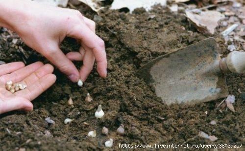 Галантусы когда сажать. Сорта для выращивания 03