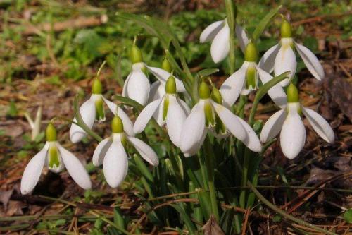 Когда сажать подснежники. Подснежники (50 фото): виды, посадка и уход в открытом грунте
