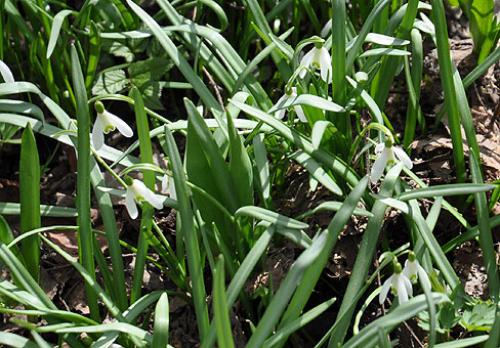 Галантусы когда сажать. Сорта для выращивания 09